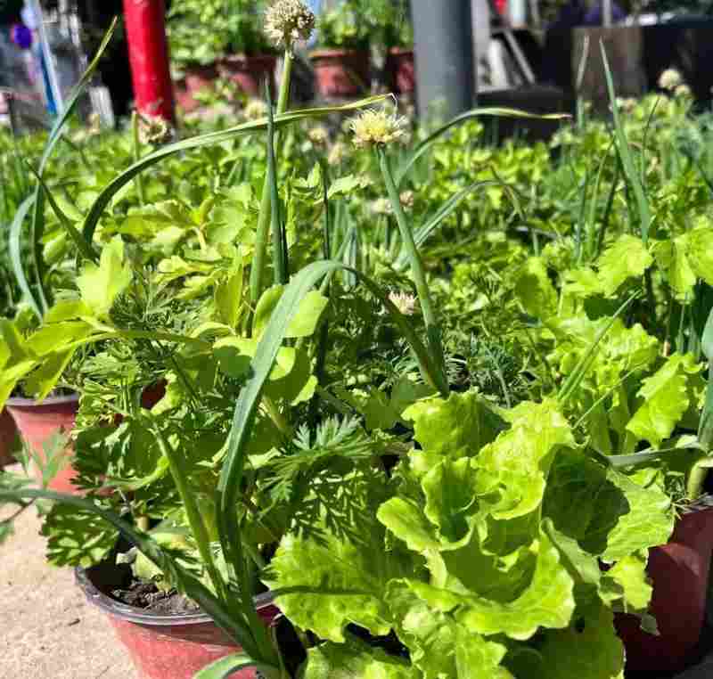 【行业揭秘】从“绿植杀手”到“盆栽达人”:广东老板的财富盆栽生存指南 新闻