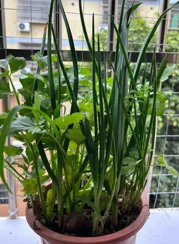 【行业揭秘】从“绿植杀手”到“盆栽达人”:广东老板的财富盆栽生存指南 新闻