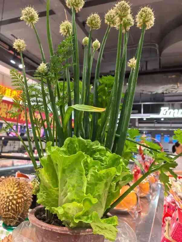 【行业揭秘】从“绿植杀手”到“盆栽达人”:广东老板的财富盆栽生存指南 新闻