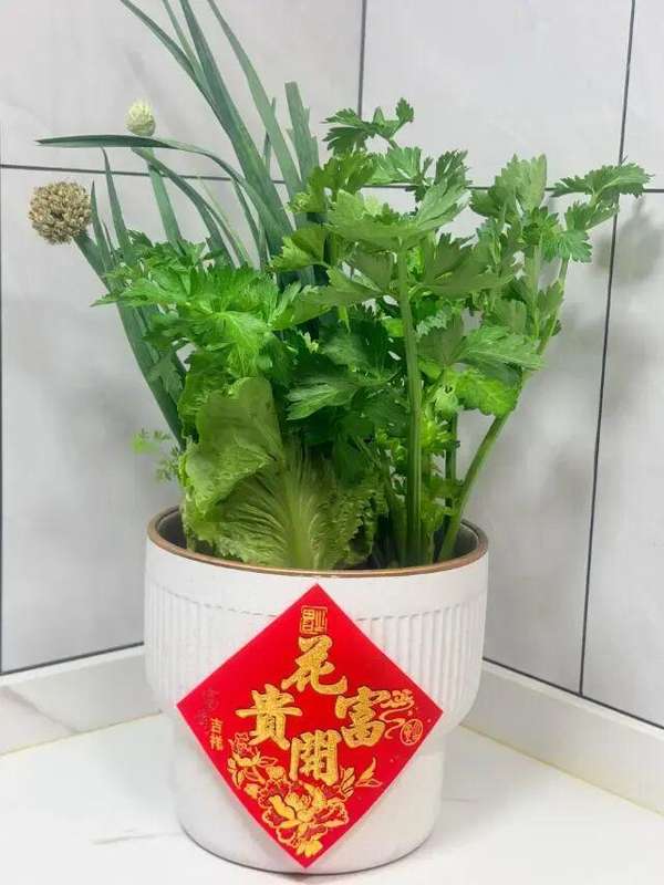 【行业揭秘】从“绿植杀手”到“盆栽达人”:广东老板的财富盆栽生存指南 新闻