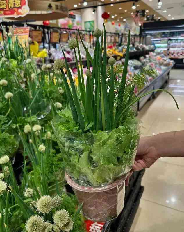 【行业揭秘】从“绿植杀手”到“盆栽达人”:广东老板的财富盆栽生存指南 新闻