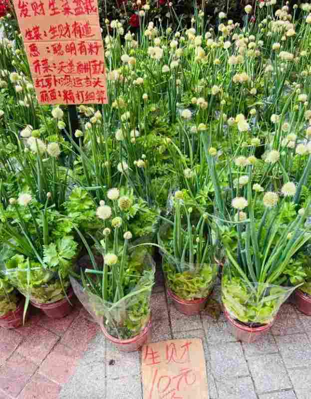 【行业揭秘】从“绿植杀手”到“盆栽达人”:广东老板的财富盆栽生存指南 新闻