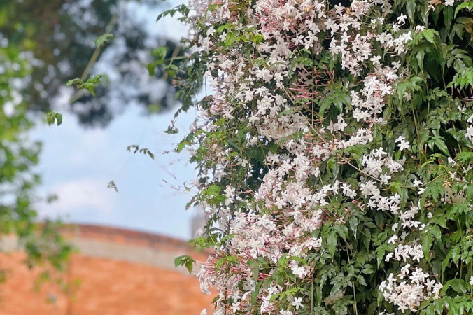  【植物学笔记】素馨花的生物学密码与大理人文价值研究 文化旅游