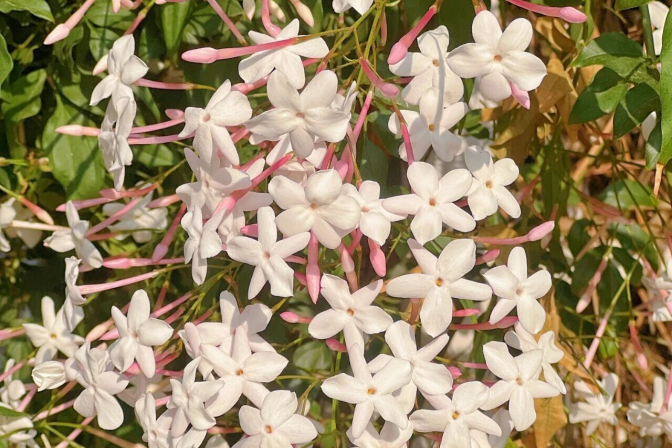  【植物学笔记】素馨花的生物学密码与大理人文价值研究 文化旅游