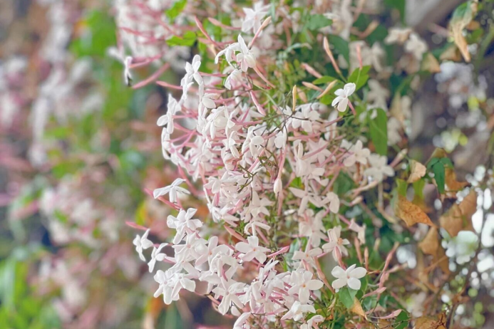  【植物学笔记】素馨花的生物学密码与大理人文价值研究 文化旅游